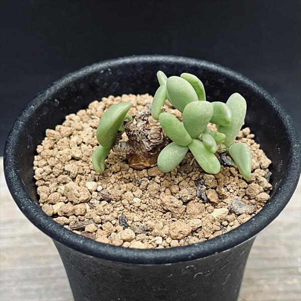 コーデックス：ケラリア　ピグマエア*葉幅4cm　現品！一品限り