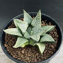 多肉植物:ハオルチア コンプトニアナ*幅7cm
