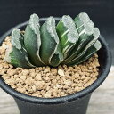 多肉植物:ハオルチア 玉扇錦*幅6cm 現品!一品限り