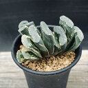多肉植物:ハオルチア 玉扇錦*幅7cm 現品!一品限り