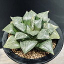 多肉植物:ハオルチア ツルピカコンプト*幅11cm 現品!一品限り
