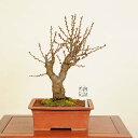 盆栽:白梅(はくばい)現品*鉢カケ有 うめ ウメ Prunus mume Hakubai bonsai 中品盆栽