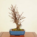 盆栽:白梅(はくばい)現品*うめ ウメ Prunus mume Hakubai bonsai 中品盆栽