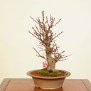 盆栽:紅梅(こうばい)現品*うめ ウメ Prunus mume Koubai bonsai 中品盆栽