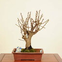 盆栽:白梅(はくばい)現品*うめ ウメ Prunus mume Hakubai bonsai 中品盆栽