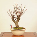 盆栽:紅梅(こうばい)現品*うめ ウメ Prunus mume Koubai bonsai 中品盆栽