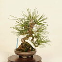 盆栽 特選:三河黒松* 現品 くろまつ クロマツ Kuromatsu bonsai 小品盆栽