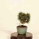 盆栽:五葉松(明星)* 現品 ごようまつ ゴヨウマツ Goyoumatsu bonsai 小品盆栽