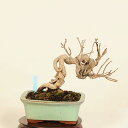 盆栽:つる梅もどき 現品*蔓梅擬 ツルウメ Tsuruumemodoki bonsai ミニ盆栽