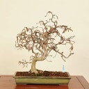 盆栽 特選:雲竜榛 現品*はしばみ ハシバミ Hashimi bonsai 中品盆栽