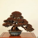 盆栽 特選:縮緬葛(チリメンカズラ) 現品* ちりめんかずら Kazura bonsai 小品盆栽