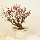 盆栽 特選:紅梅 現品 *うめ ウメ Prunus mume bonsai 【大型ヤマト便配送】 大品盆栽