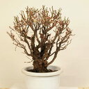 盆栽:白梅 現品*うめ ウメ Prunus mume Hakubai bonsai 大品盆栽 佐川便配送