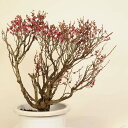 盆栽:紅梅(こうばい)現品*うめ ウメ Prunus mume Koubai bonsai大品盆栽 佐川便配送