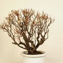 盆栽:白梅 現品*うめ ウメ Prunus mume Hakubai bonsai 大品盆栽 佐川便配送