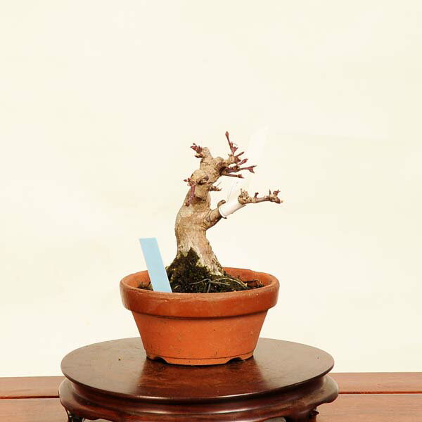 盆栽：山紅葉　現品*山もみじ　モミジ　Momiji bonsai ミニ盆栽