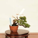 盆栽:特選糸魚川真柏 現品* しんぱく シンパク Sabina chinesis Shinpaku bonsai ミニ盆栽