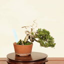 盆栽:特選糸魚川真柏 現品* しんぱく シンパク Sabina chinesis Shinpaku bonsai ミニ盆栽