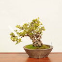 盆栽 特選:皐月 現品*さつき サツキ Satsuki bonsai 中品盆栽