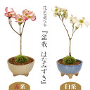 ミニ盆栽:ハナミズキ*苔付き (現代小鉢作家 祥石(二代目)ゆうき)<2025年春開花予定> 花水木鉢植え 鉢花 はなみずきbonsai