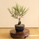 ミニ盆栽:錦松*(萬古焼青丸小鉢)錦松ニシキマツにしきまつ幹肌鉢植え 和 誕生日 祝 プレゼントにも bonsai