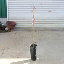 庭木・植木・苗:栗の木(利平栗)りへい 接ぎ木 樹高80cm*栗の王様 栗 くり クリ