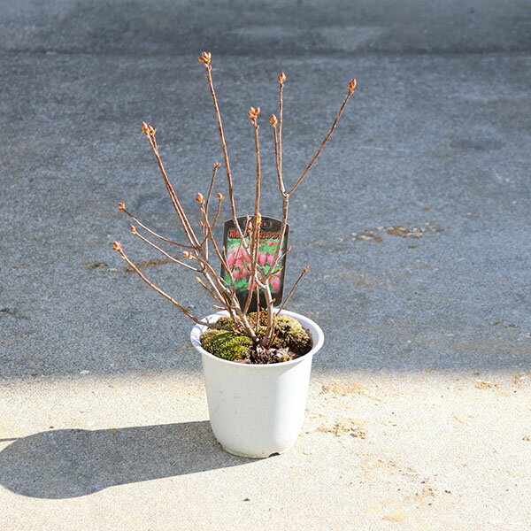 Rakuten - 庭木・植木：箱根つりがねつつじ（箱根釣鐘ツツジ）*ハコネムラサキツツジ　ムラサキツリガネツツジ