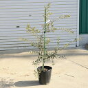 庭木・植木:オリーブ(アルベキナ)アルベキーナ*樹高100cm 現品限り 大型佐川急便配送
