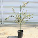 庭木・植木:オリーブ(アルベキナ)アルベキーナ*樹高100cm 現品限り 大型佐川急便配送
