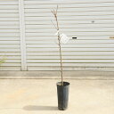 庭木苗:サクランボ(さくらんぼ)(紅秀峰) 5寸ロングポット*ヤマト便発送 桜桃