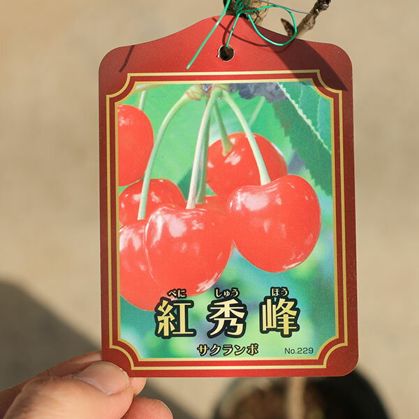 庭木苗：サクランボ（さくらんぼ）(紅秀峰)　5寸ロングポット*ヤマト便発送 桜桃