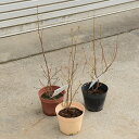庭木 植木 果樹 苗木 品種選べる:ブルーベリー*サザンハイブッシュ系 5寸ポット