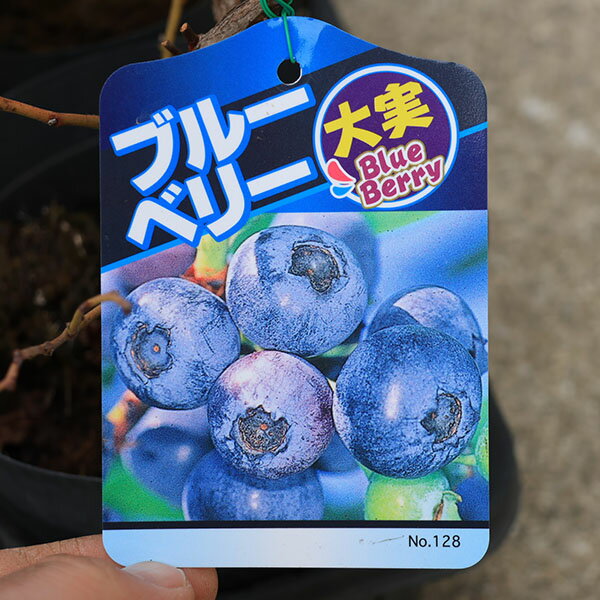 庭木　植木　果樹　苗木　品種選べる：ブルーベリー*サザンハイブッシュ系 5寸ポット