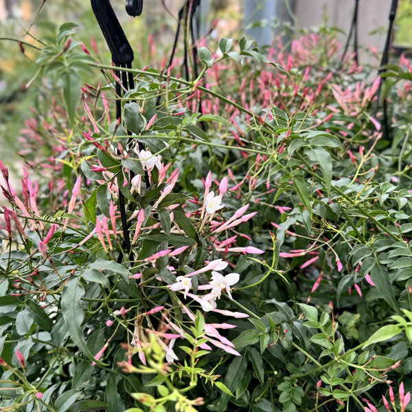 観葉植物：ハゴロモジャスミン*5号吊り 羽衣ジャスミン
