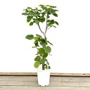 おしゃれ 観葉植物:フィカス ウンベラータ*白プラポット 現品B 大型佐川急便