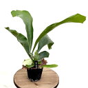 おしゃれ 観葉植物:ビカクシダ コウモリラン ネザーランド*3号 プラポット
