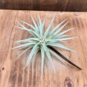 観葉植物 エアープランツ:チランジア ディディスティカ R*
