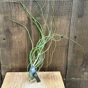 観葉植物 エアープランツ:チランジア ブッツィー XL*