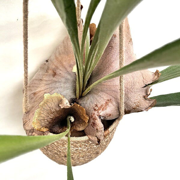 観葉植物：ビカクシダ コウモリラン 吊り鉢カバーセット*