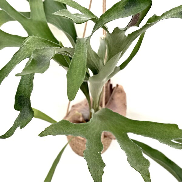 観葉植物：ビカクシダ コウモリラン 吊り鉢カバーセット*