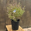 観葉植物 鉢花:ボロニア ピナータ*5号