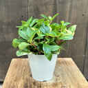 観葉植物:ペペロミア グラベラ*3.5号プラポット