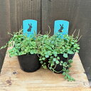 苗 観葉植物:ペペロミア タートル 2個セット*プロストラータ