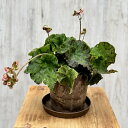 観葉植物:ベゴニア ラストラーク*4号 RustLurk 受皿付