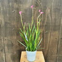 観葉植物 鉢花:カンガルーポー*4号 花色選べます
