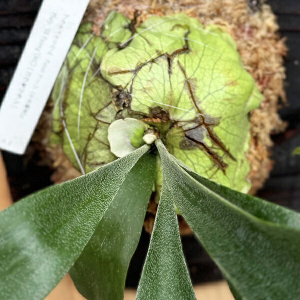 観葉植物：コウモリラン SSフーン 千手観音 板付け*吊り ビカクシダ エスエスフーン 2