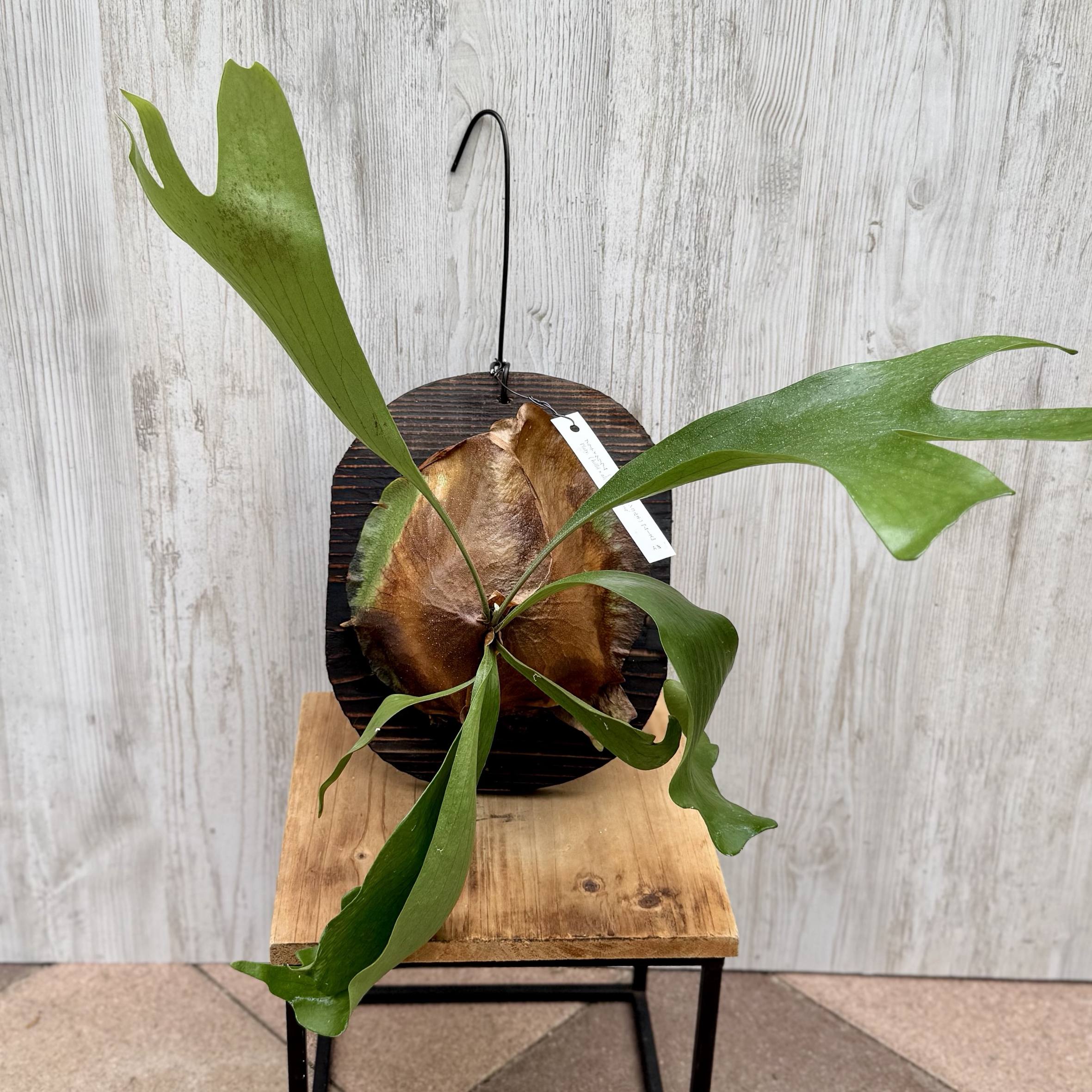 観葉植物：コウモリラン ムース 板付け*吊り ビカクシダ Platycerium Moose