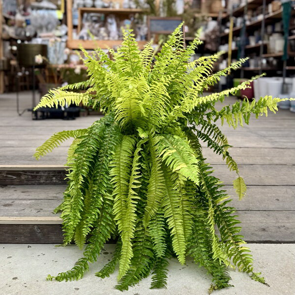 楽天市場】ネフロレピス(観葉植物|花・観葉植物):花 楽天市場】ネフロレピス(観葉植物|花・観葉植物):花