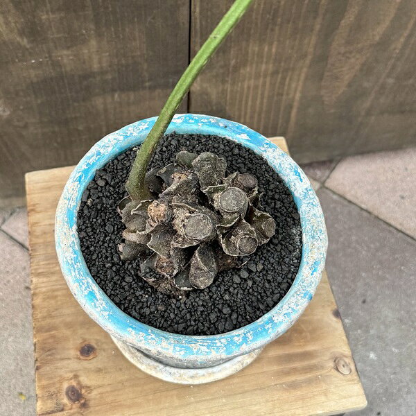 観葉植物 鉢色選べます：リュウビンタイ 鉢植え*受皿付 シダ植物