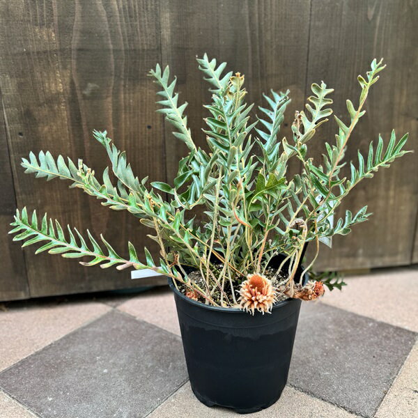 楽天市場】バンクシア(観葉植物|花・観葉植物):花・ガーデン 楽天市場】バンクシア(観葉植物|花・観葉植物):花・ガーデン
